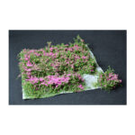 BUSH TUFT VIOLET